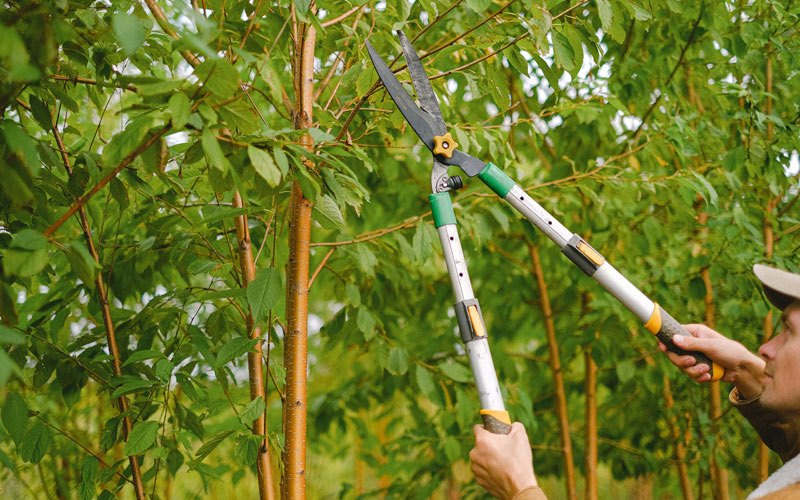 Tree trimming in Ocheyedan, IA
